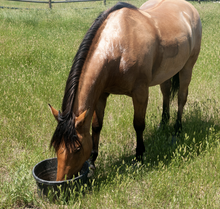 coliques cheval